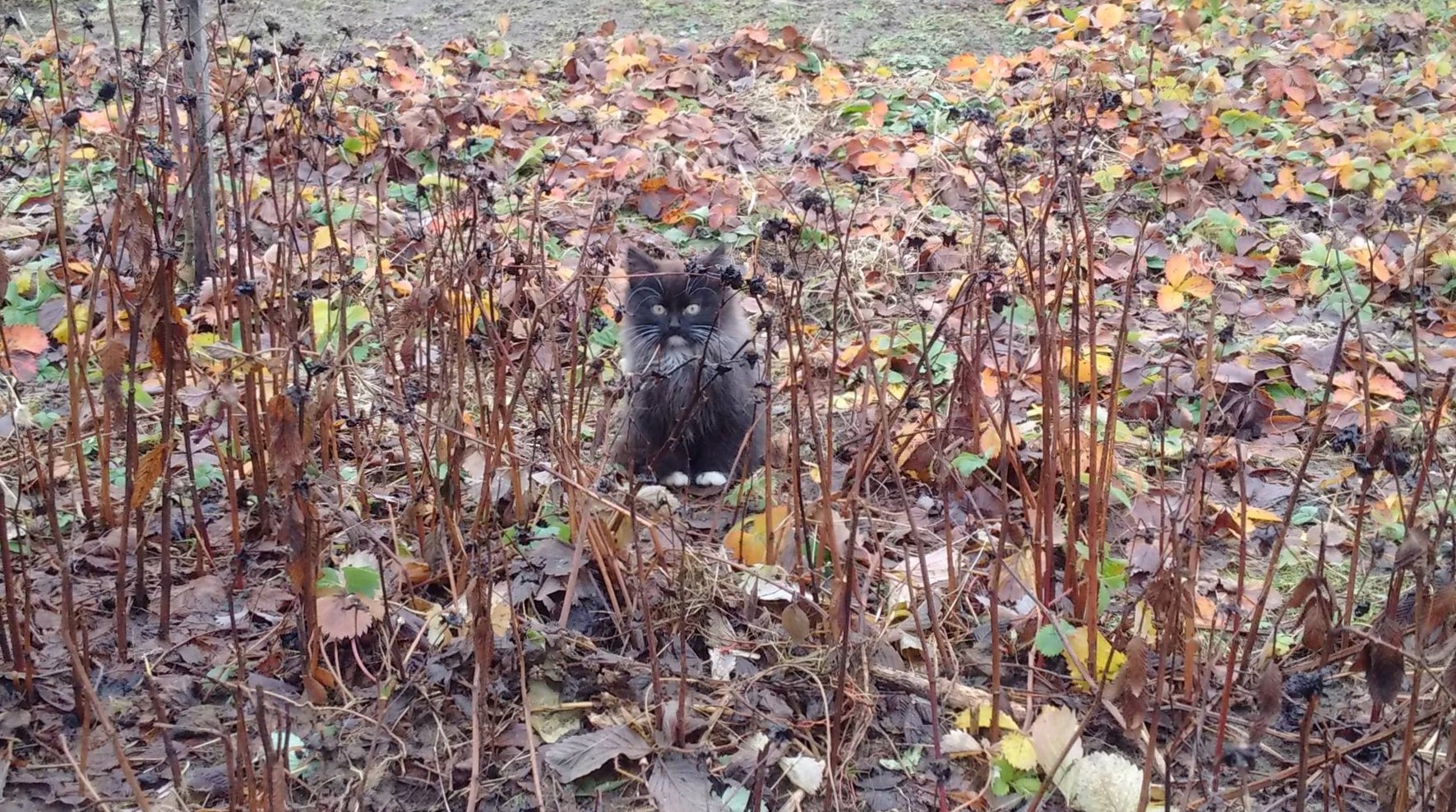 lost-and-alone-catukas-3